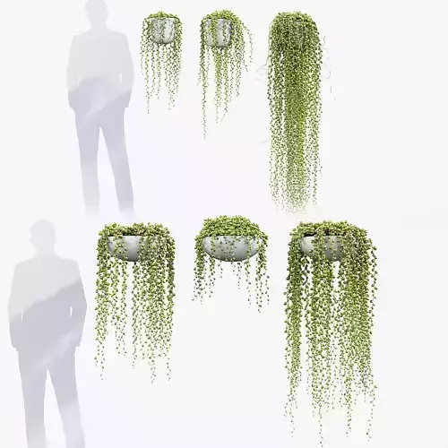 Senecio rowleyanus String of Pearls 01 3D model