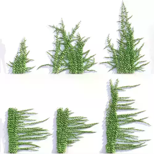 Parthenocissus tricuspidata Boston ivy 02