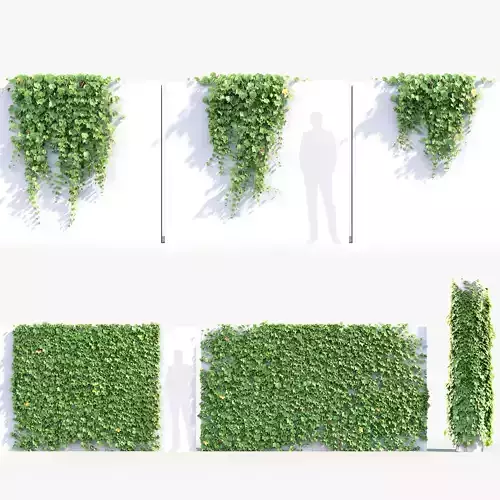 Parthenocissus tricuspidata Boston ivy 01