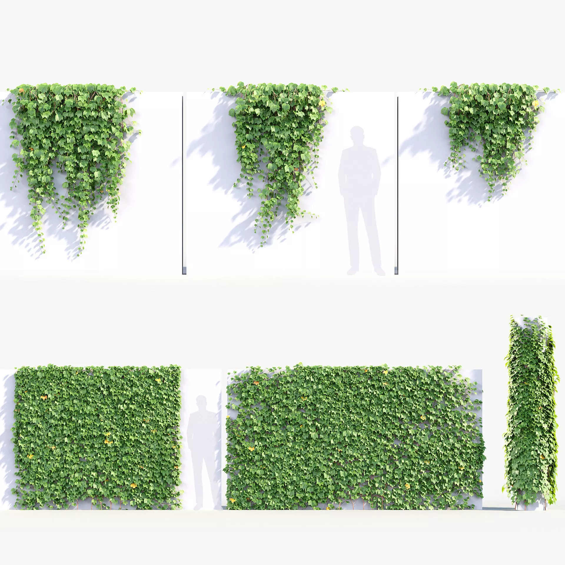 Parthenocissus tricuspidata - Boston ivy 01 3D model