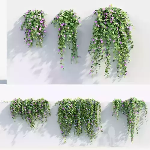 Morning glory Ipomoea purpurea 02