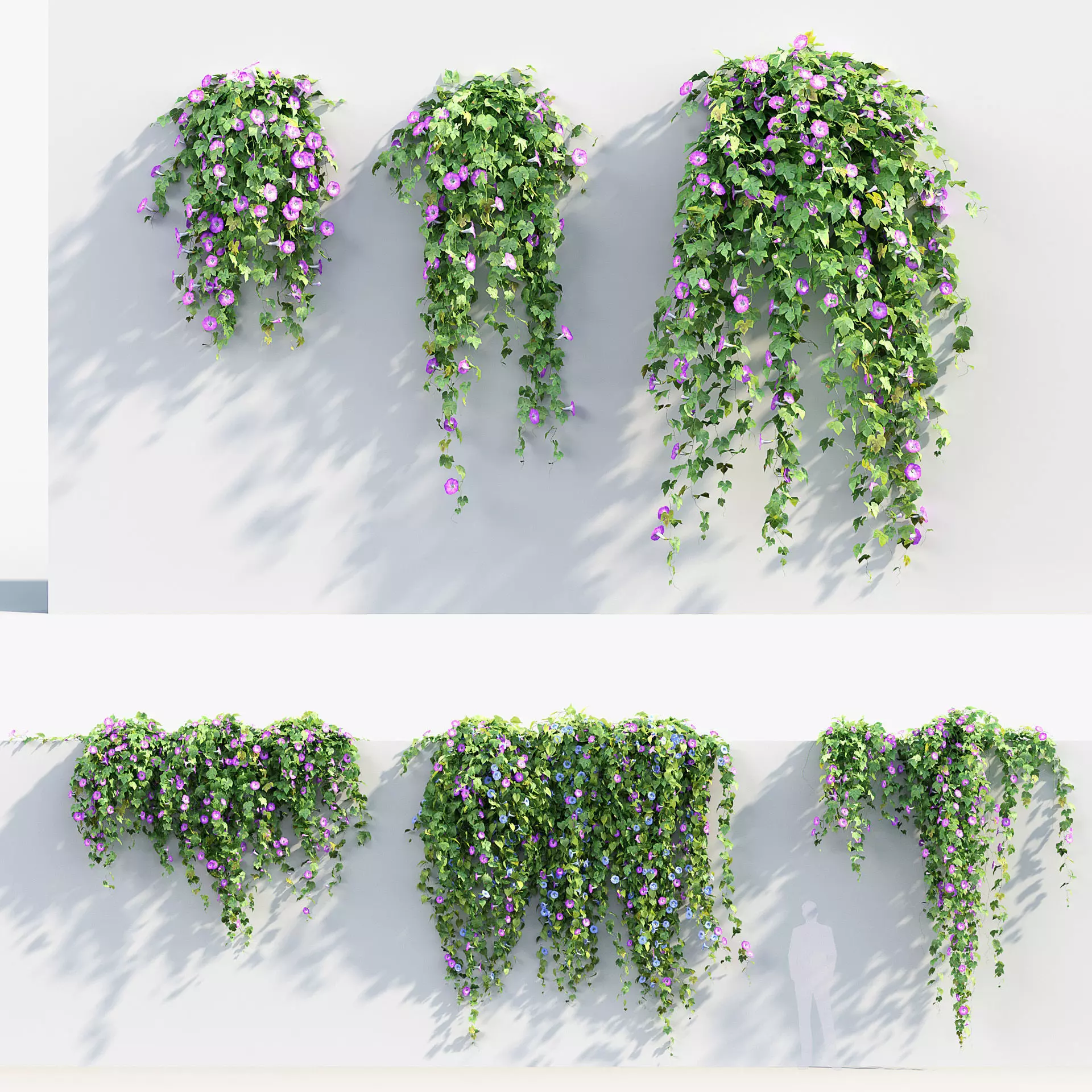 Morning glory Ipomoea - purpurea 02 3D model