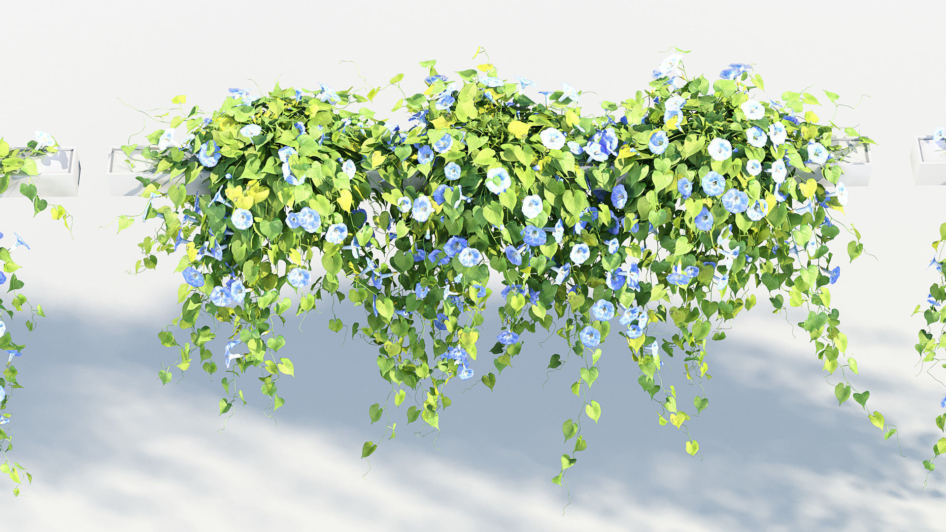 Morning glory Ipomoea purpurea 01 3D model_5