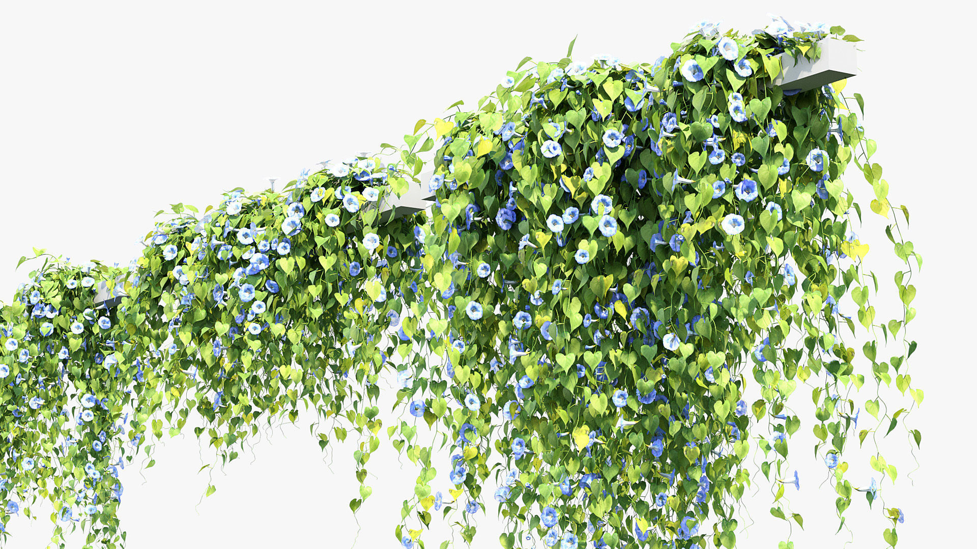 Morning glory Ipomoea purpurea 01 3D model_8