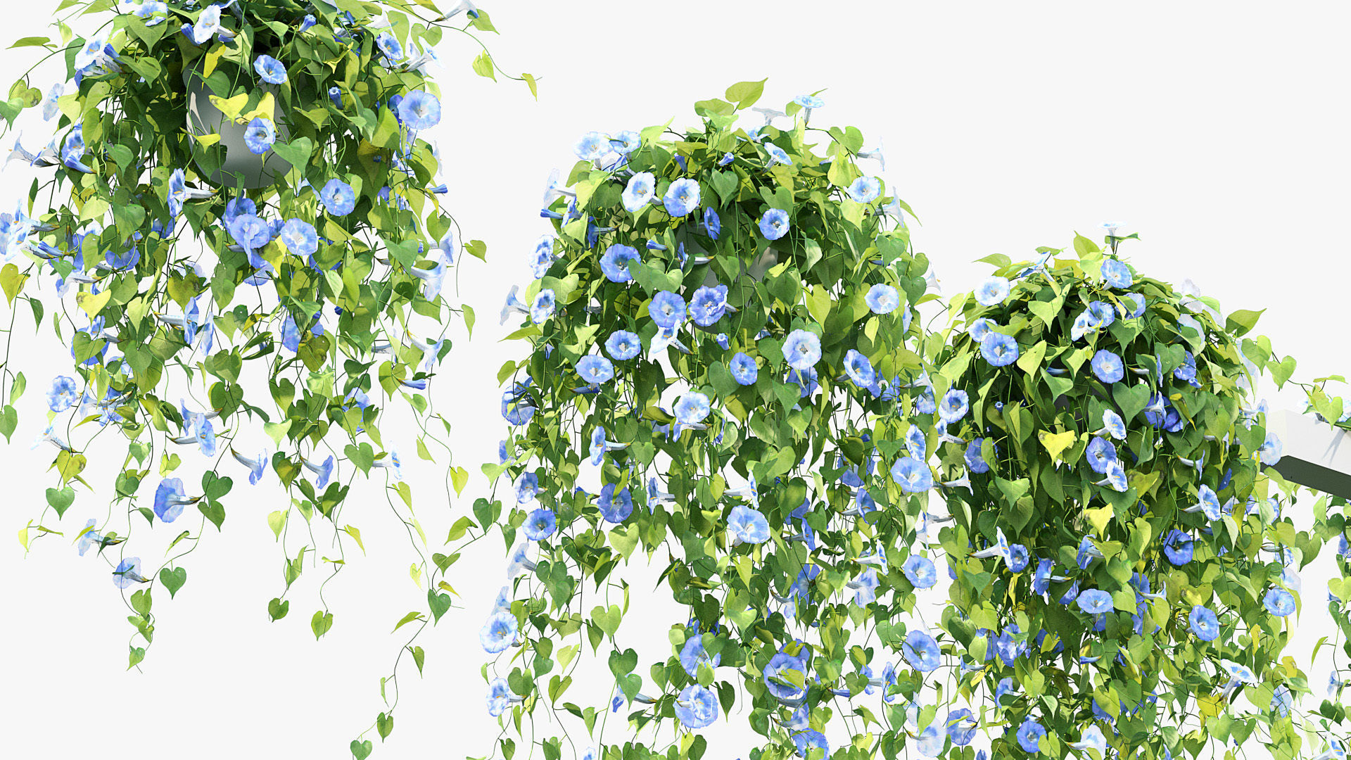 Morning glory Ipomoea purpurea 01 3D model_4