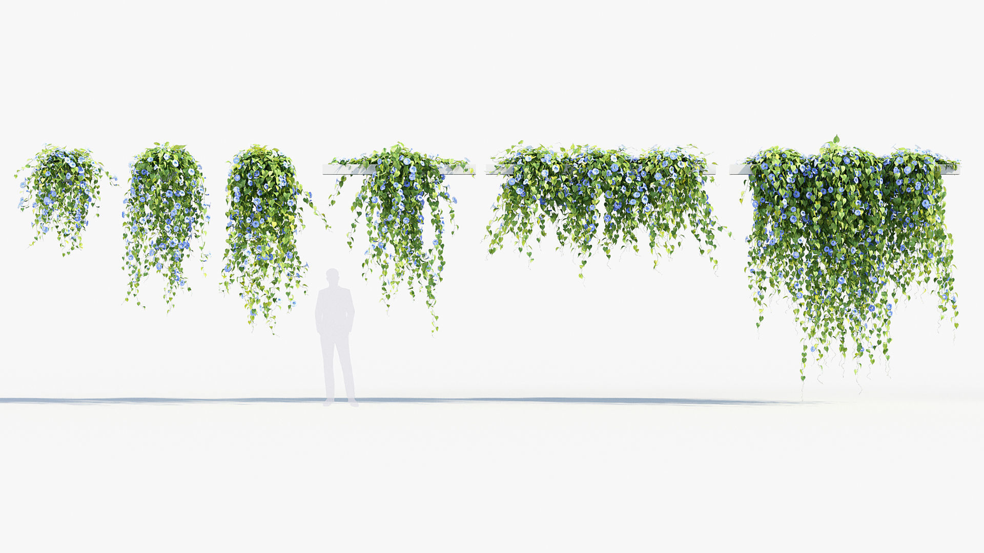 Morning glory Ipomoea purpurea 01 3D model_1