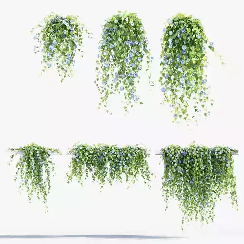 Morning glory Ipomoea purpurea 01