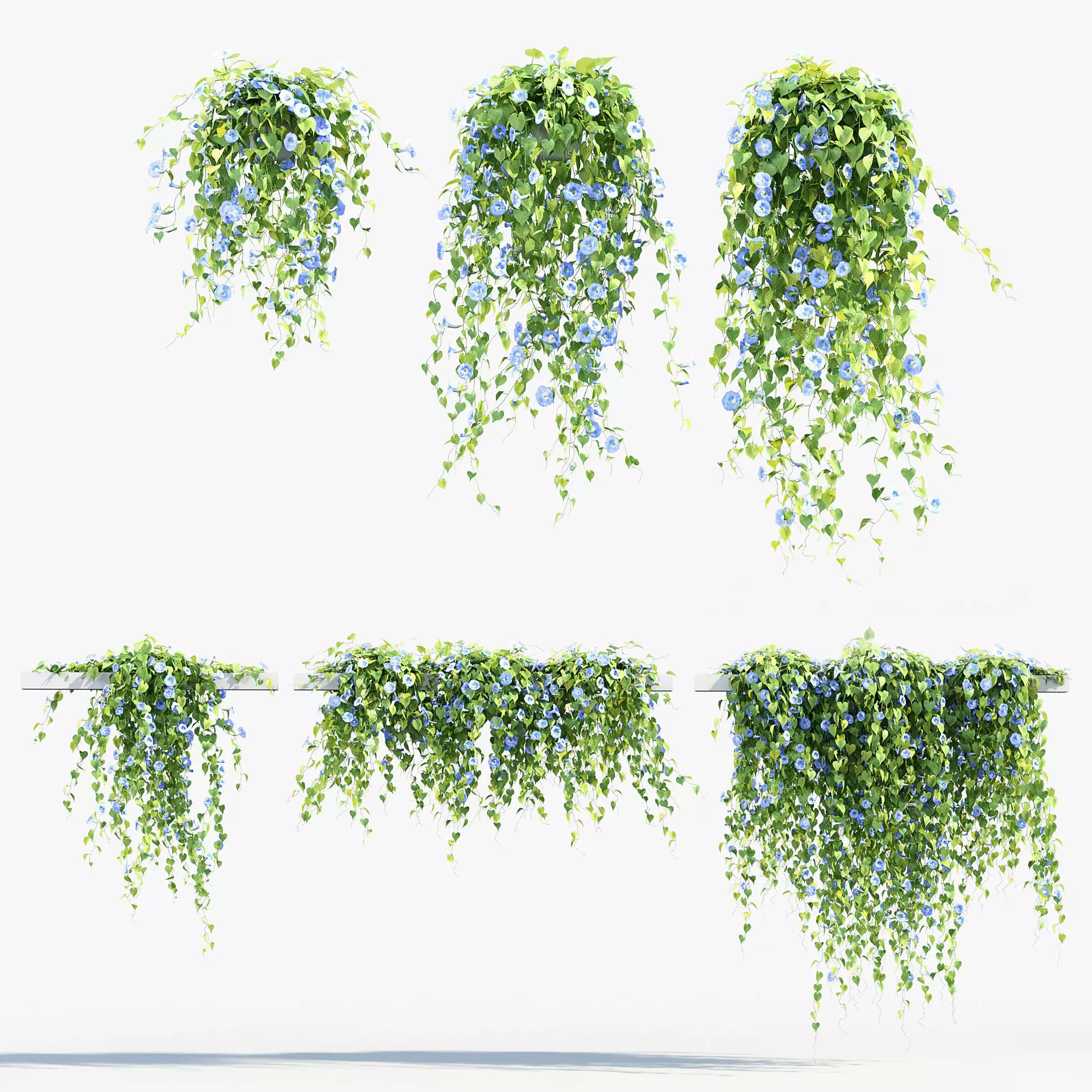 Morning glory Ipomoea purpurea 01 3D model_0