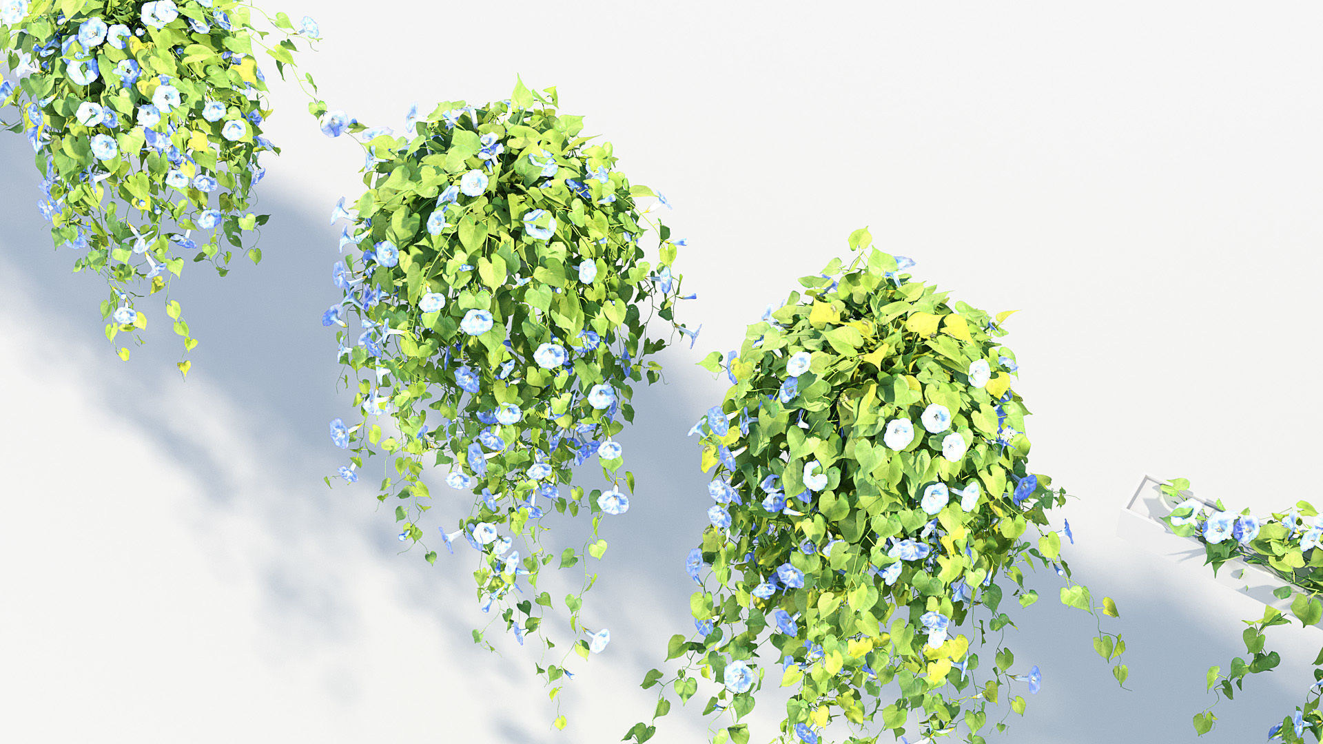 Morning glory Ipomoea purpurea 01 3D model_6