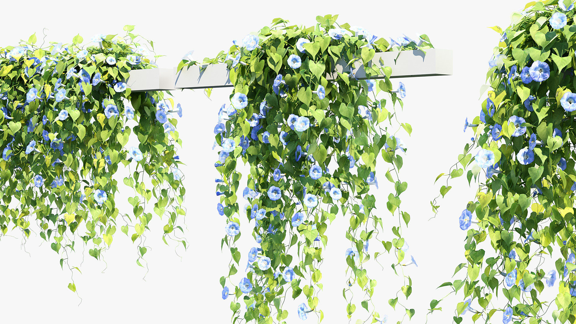 Morning glory Ipomoea purpurea 01 3D model_7