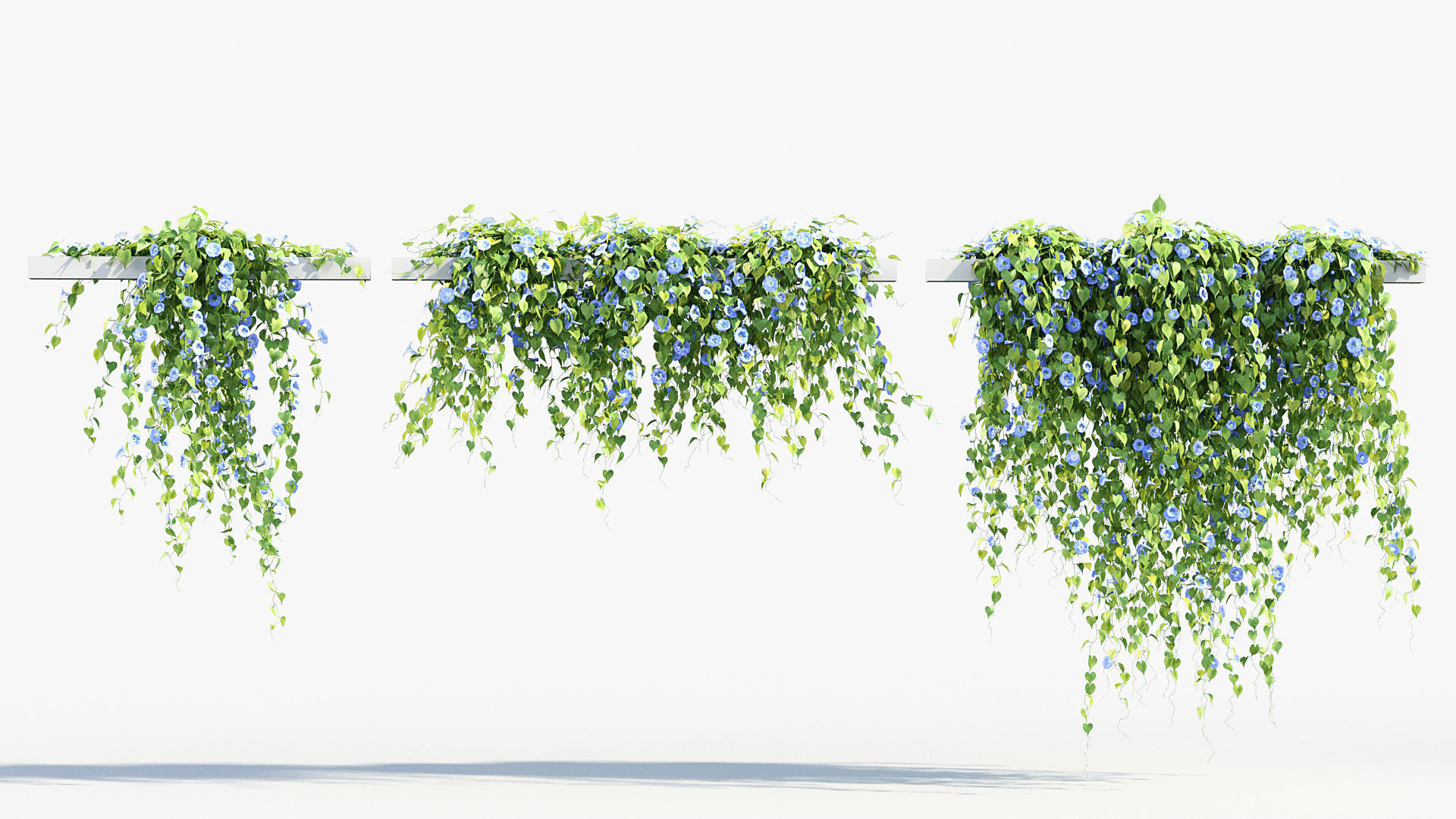 Morning glory Ipomoea purpurea 01 3D model_3