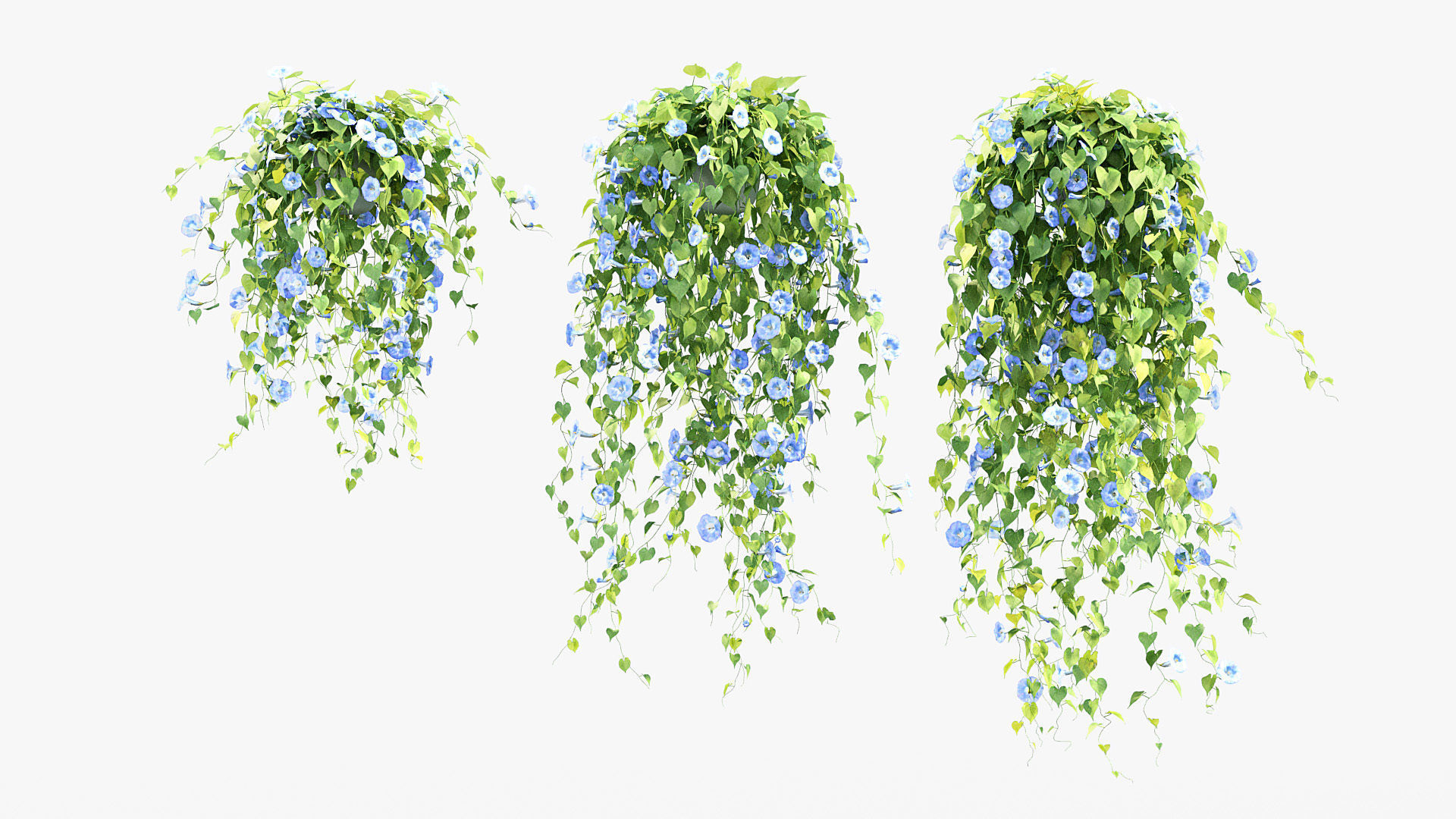 Morning glory Ipomoea purpurea 01 3D model_2