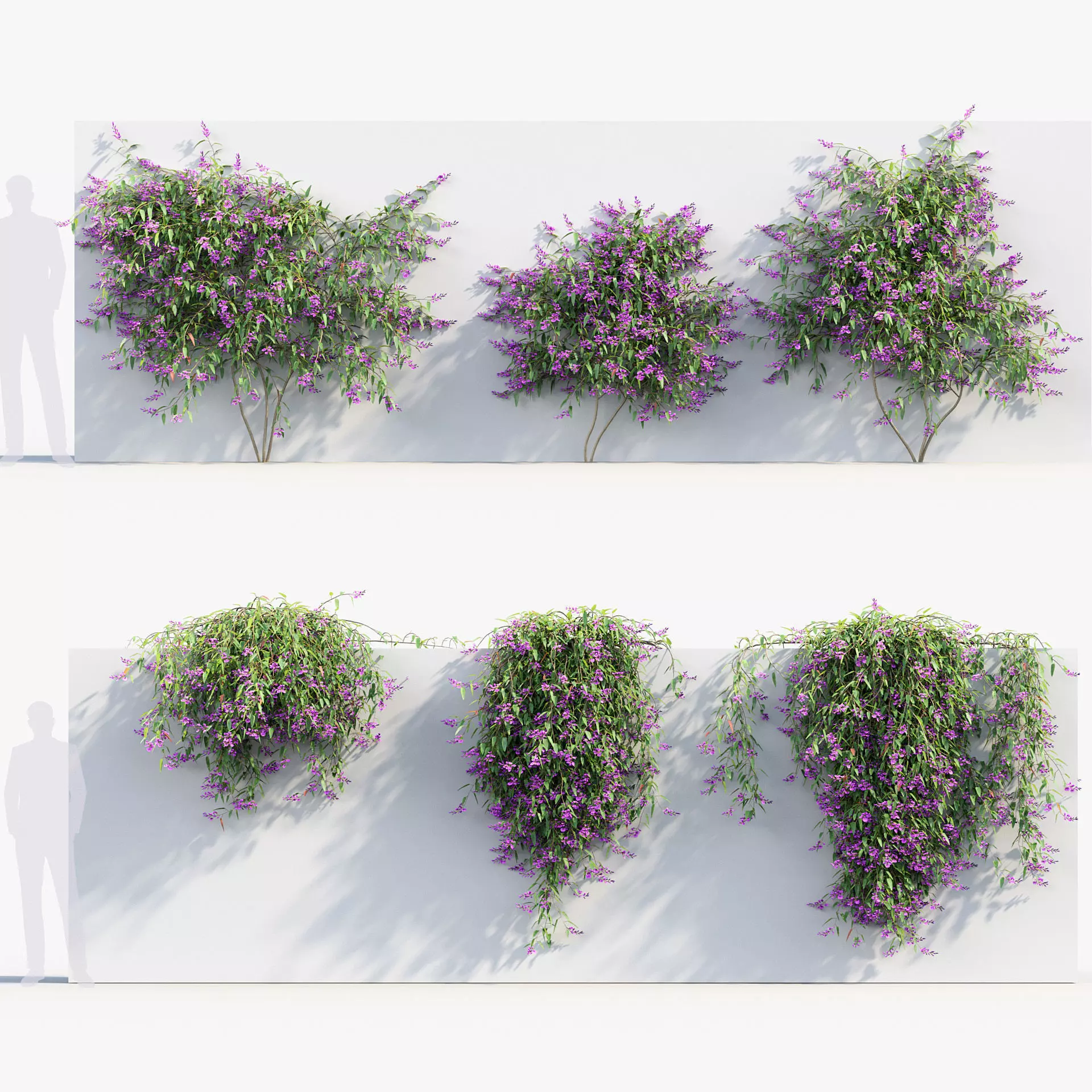 Hardenbergia violacea - Purple coral pea 02 3D model