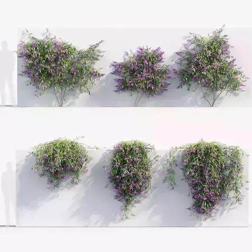 Hardenbergia violacea Purple coral pea 02 3D model