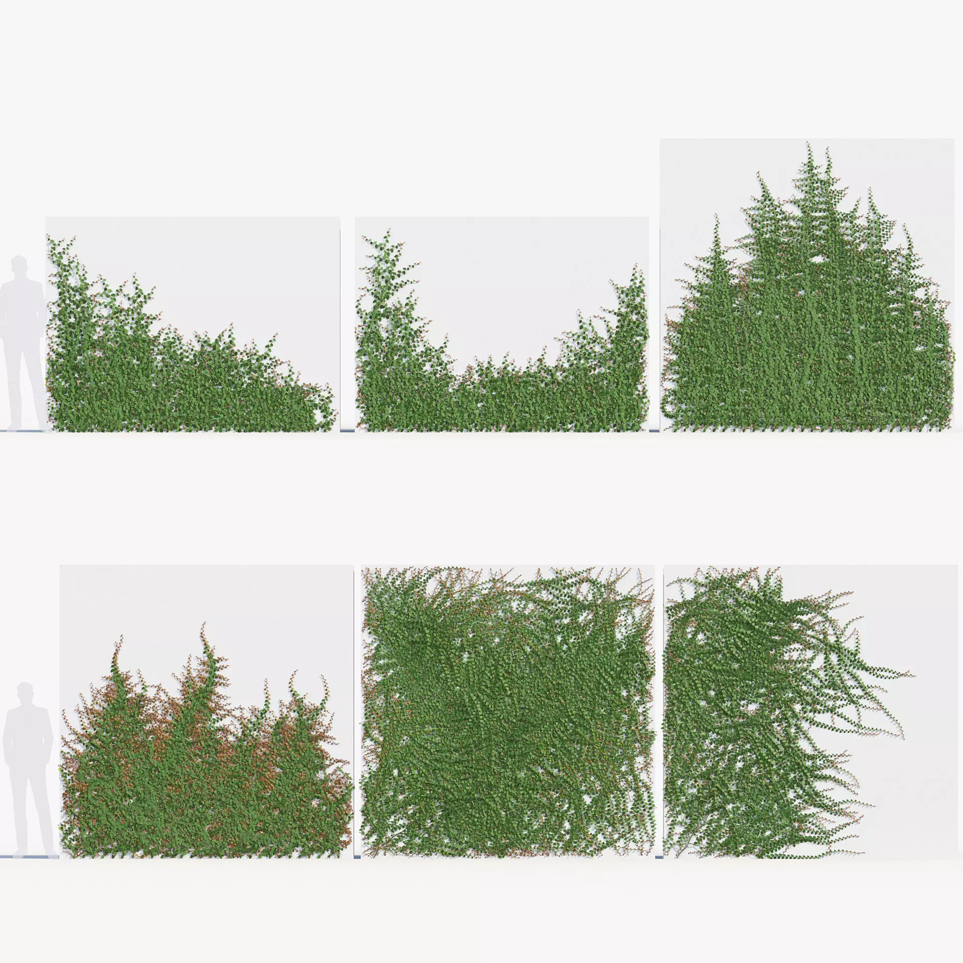 Ficus pumila - Climbing Fig 02 3D model