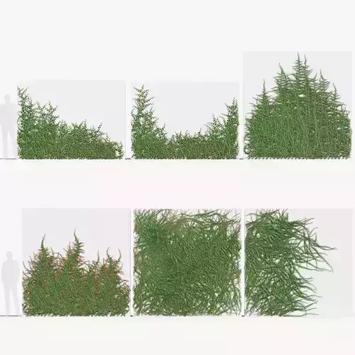 Ficus pumila Climbing Fig 02