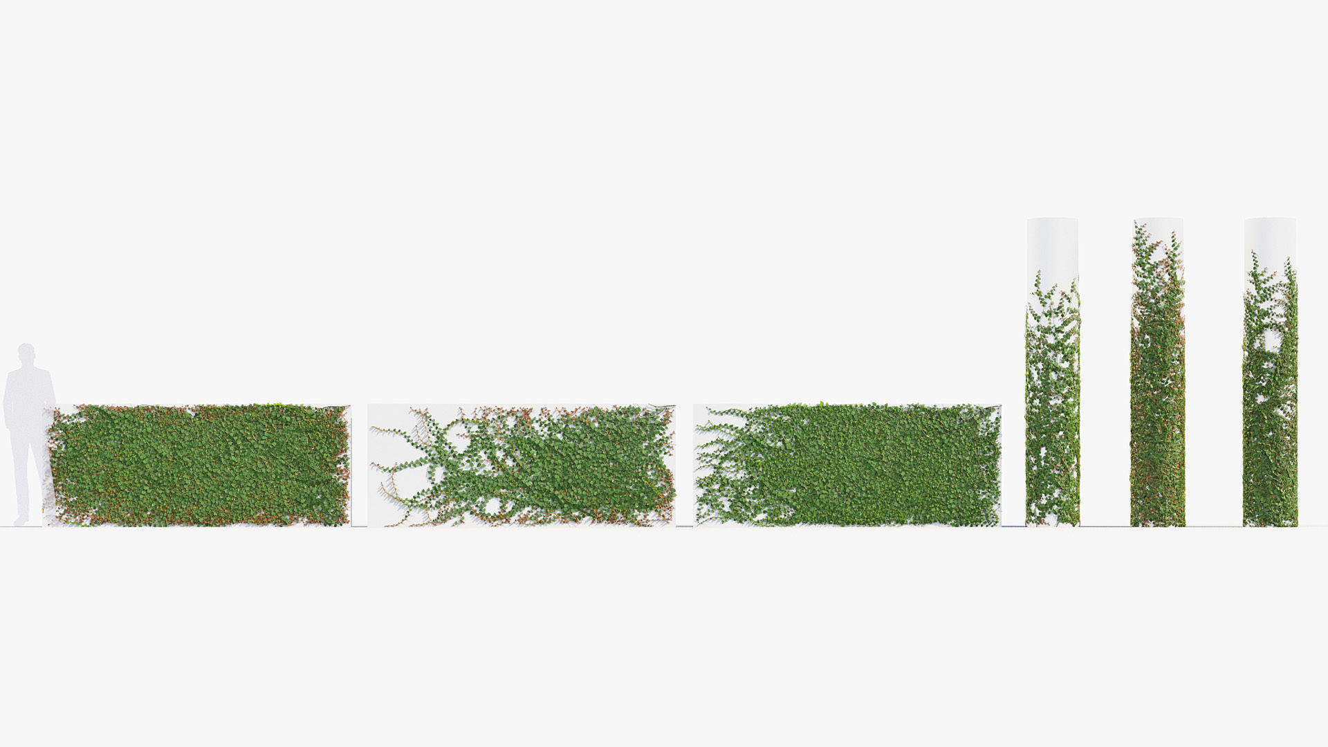 Ficus pumila Climbing Fig 01 3D model_1