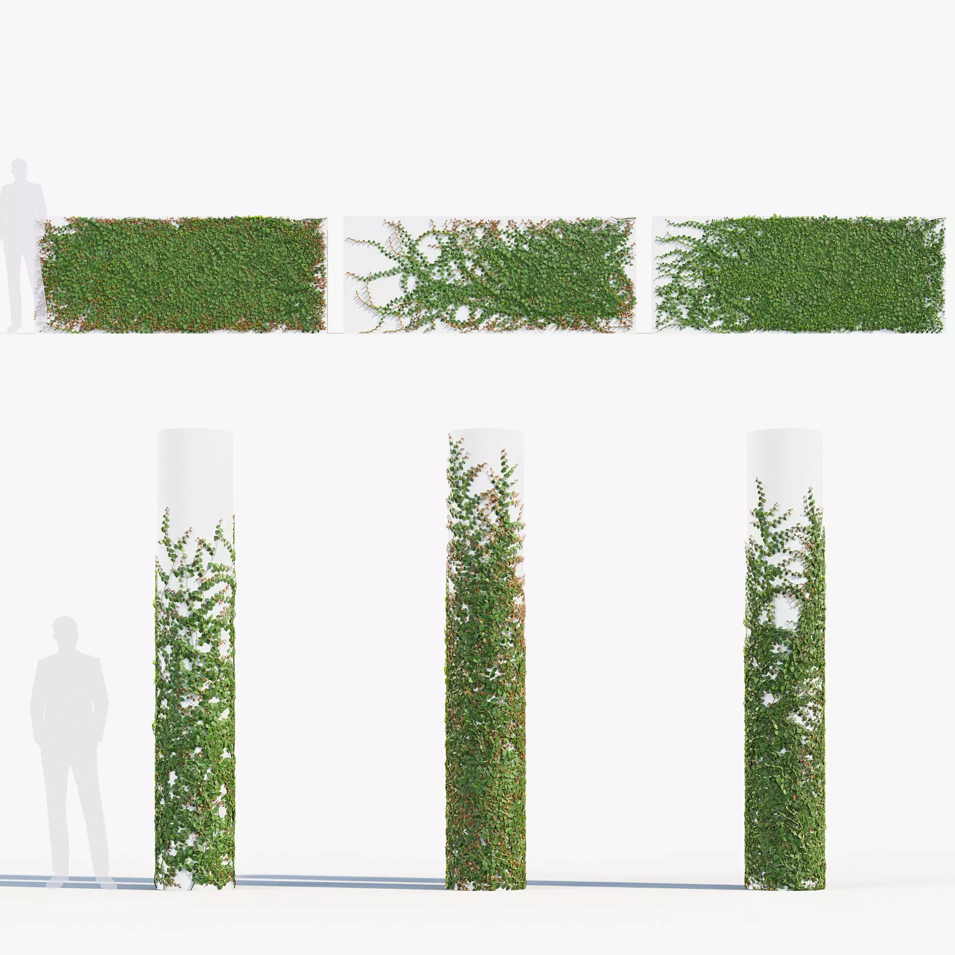 Ficus pumila Climbing Fig 01 3D model_0