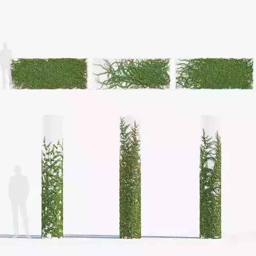 Ficus pumila Climbing Fig 01