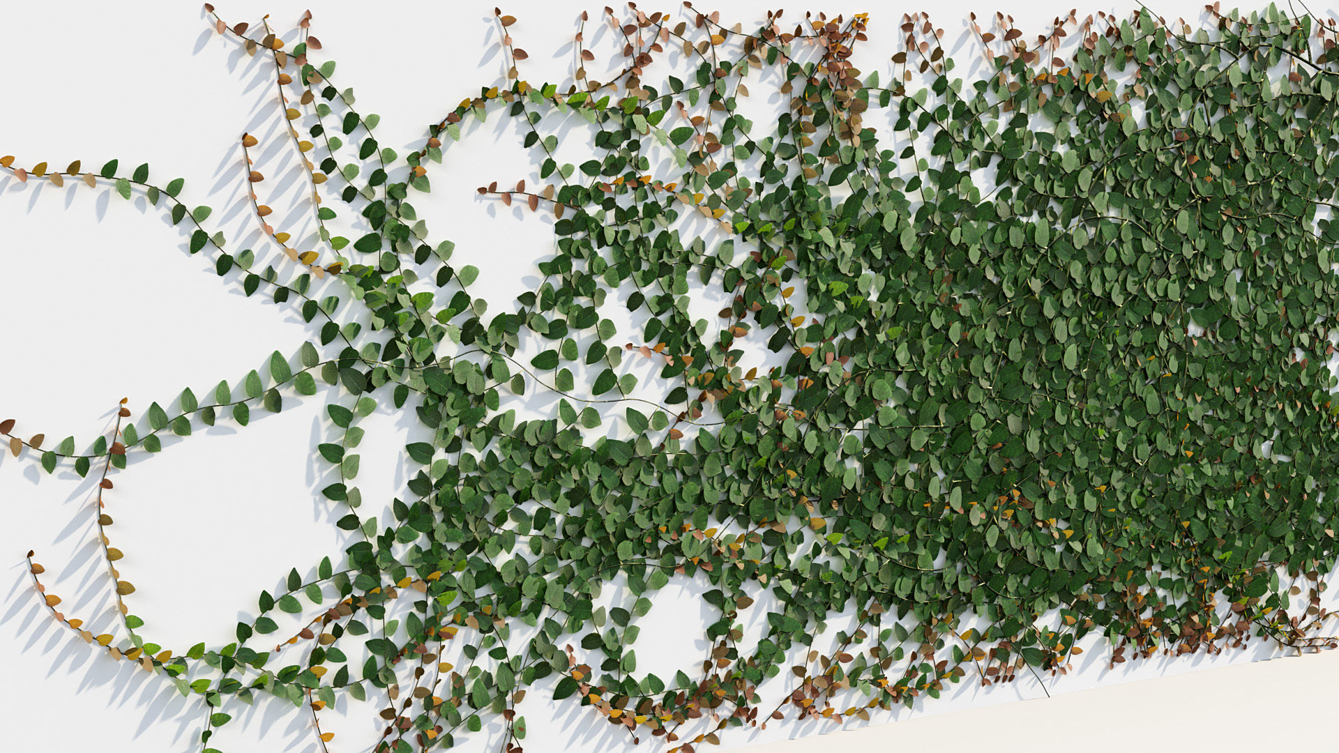 Ficus pumila Climbing Fig 01 3D model_4