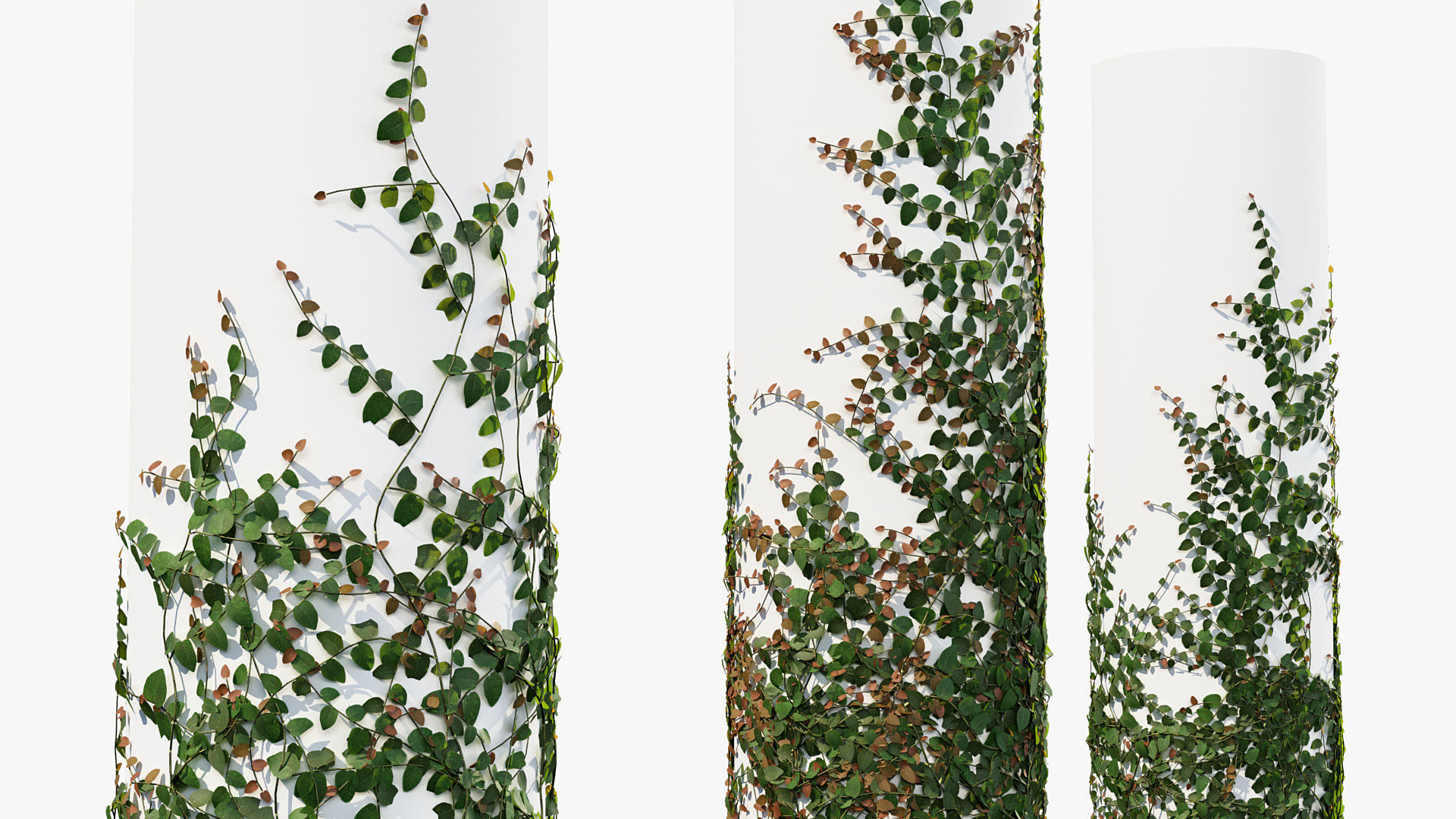 Ficus pumila Climbing Fig 01 3D model_5