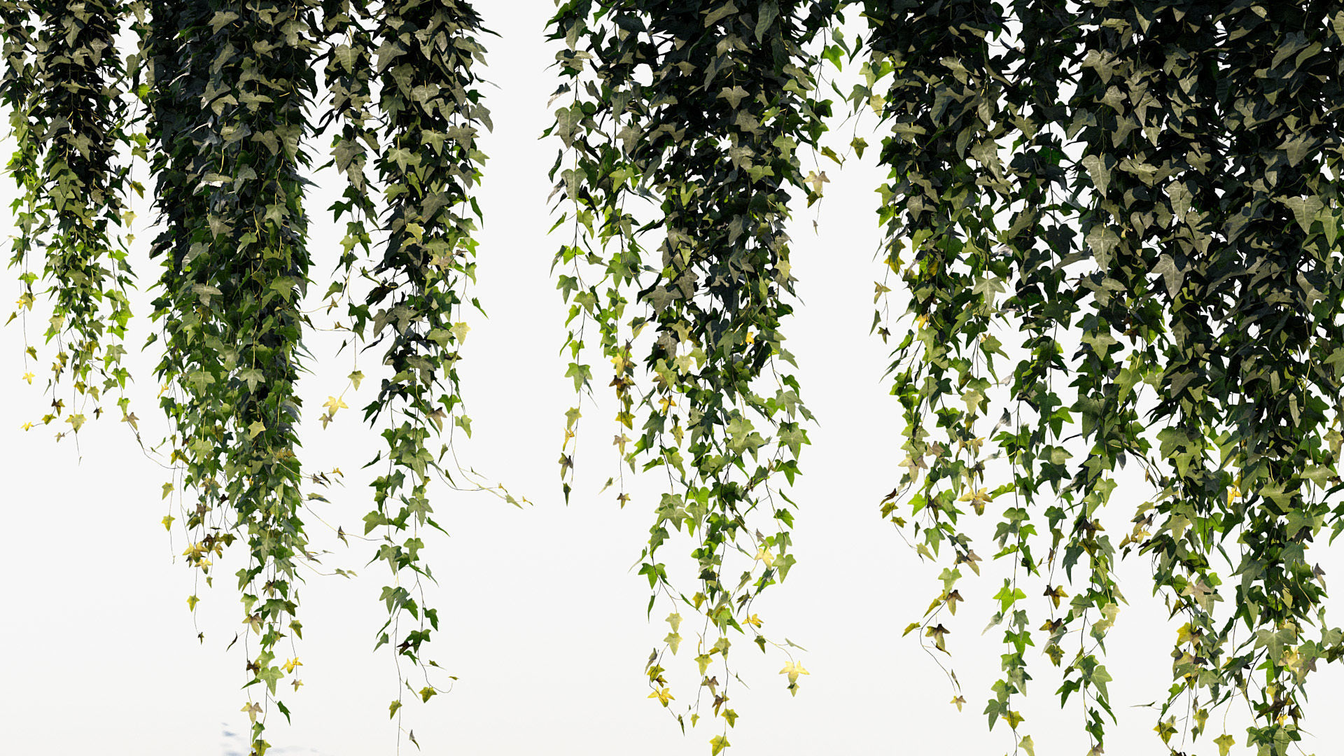 English ivy Hedera helix 02 3D model_5