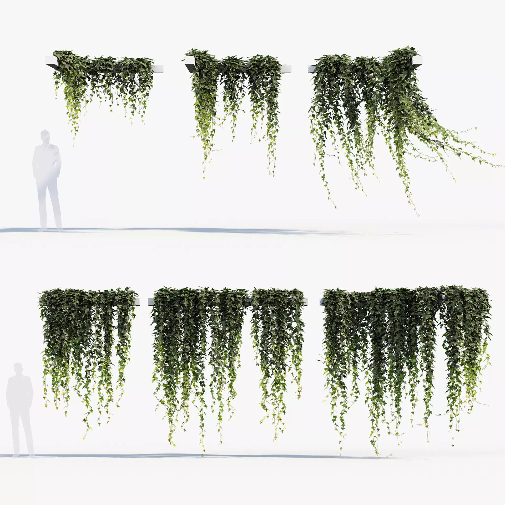 English ivy Hedera helix 02 3D model_0