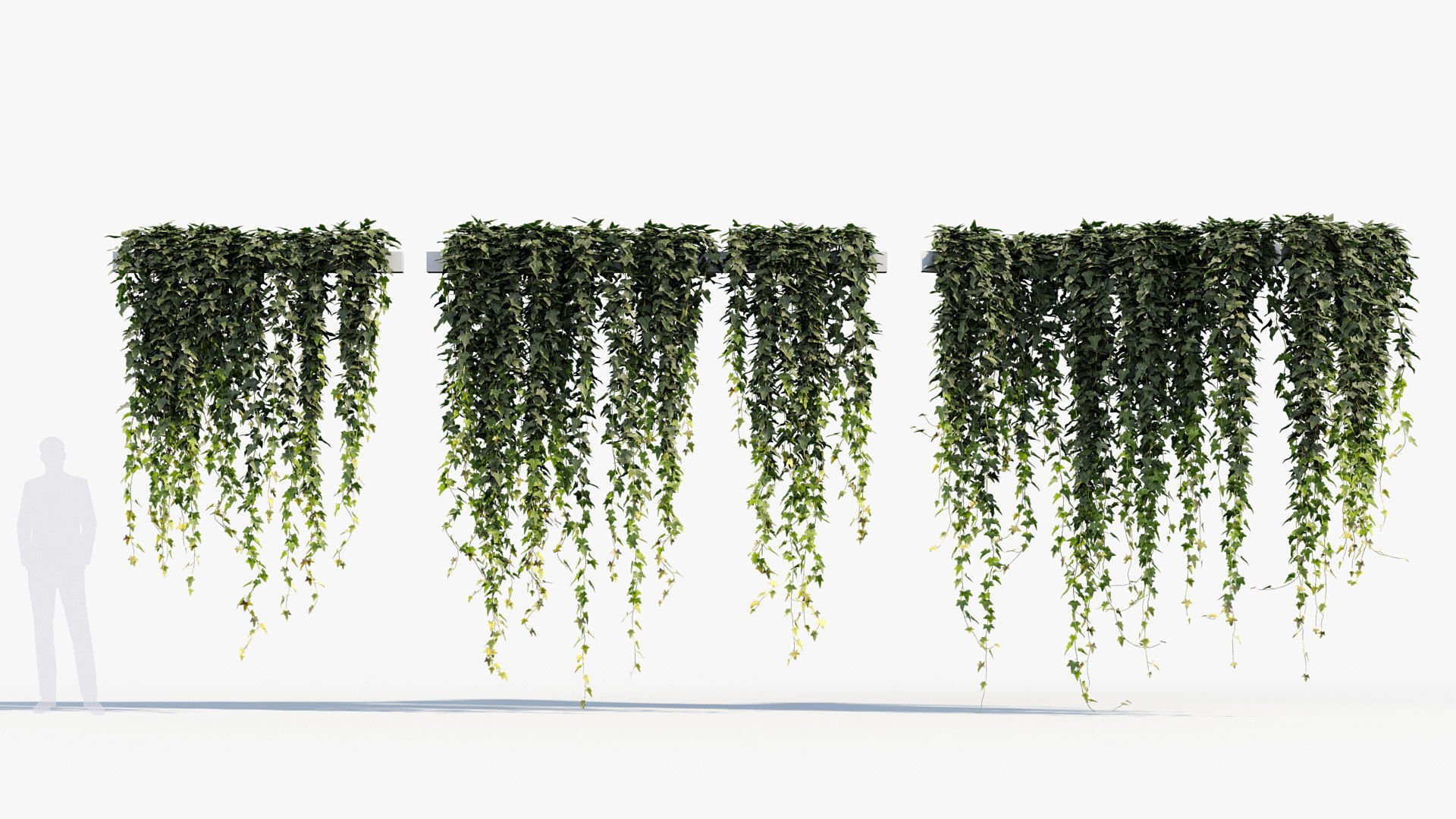 English ivy Hedera helix 02 3D model_3