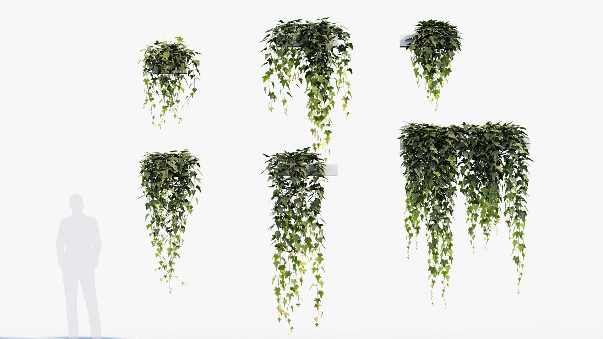 English ivy Hedera helix 01 3D model_3