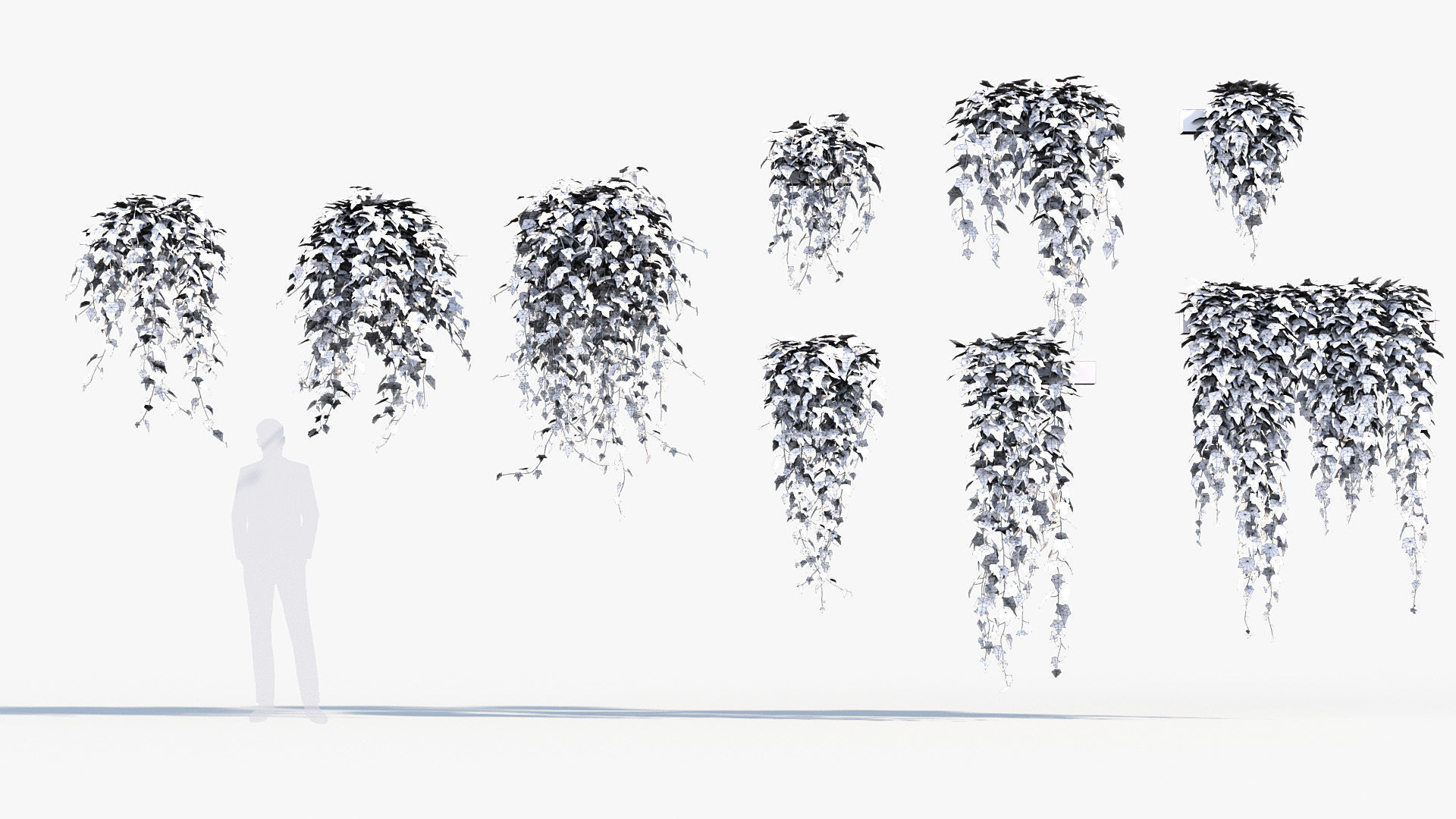 English ivy Hedera helix 01 3D model_8