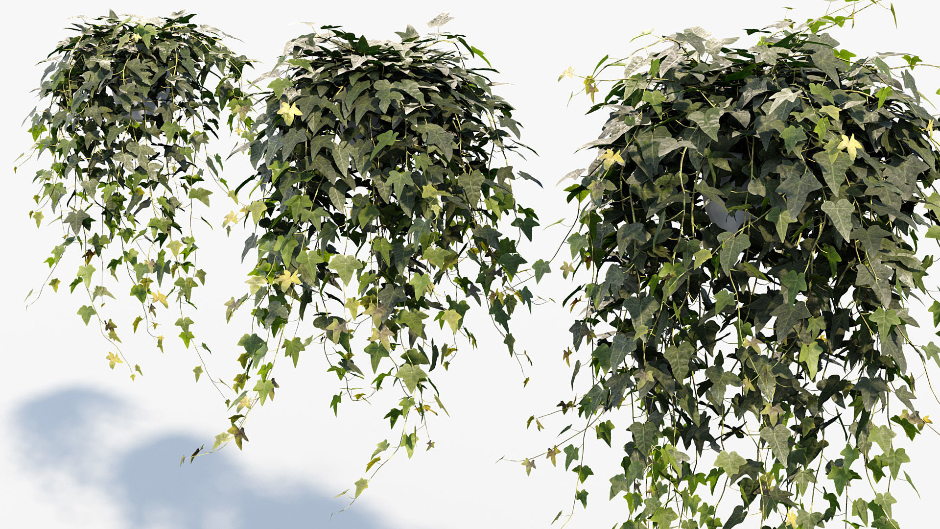 English ivy Hedera helix 01 3D model_4