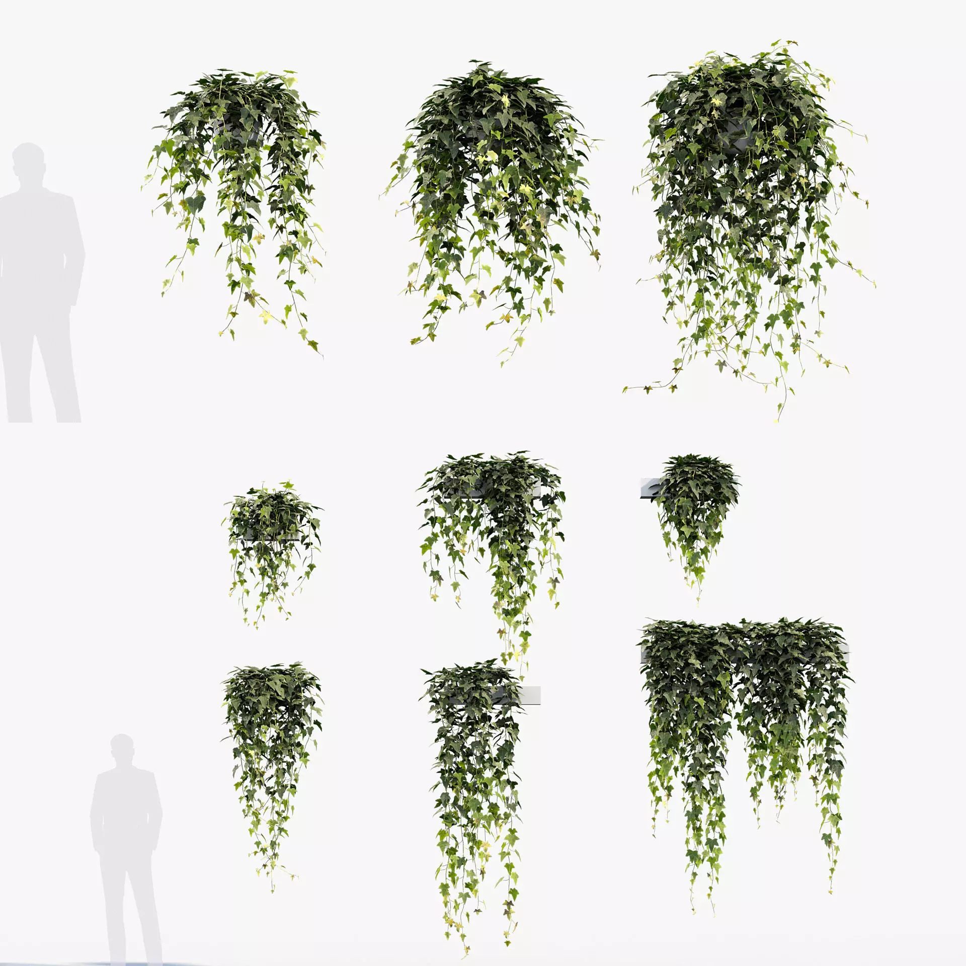 English ivy Hedera helix 01 3D model_0