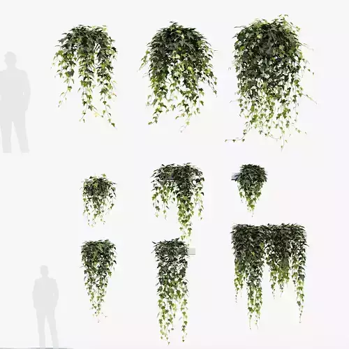 English ivy Hedera helix 01