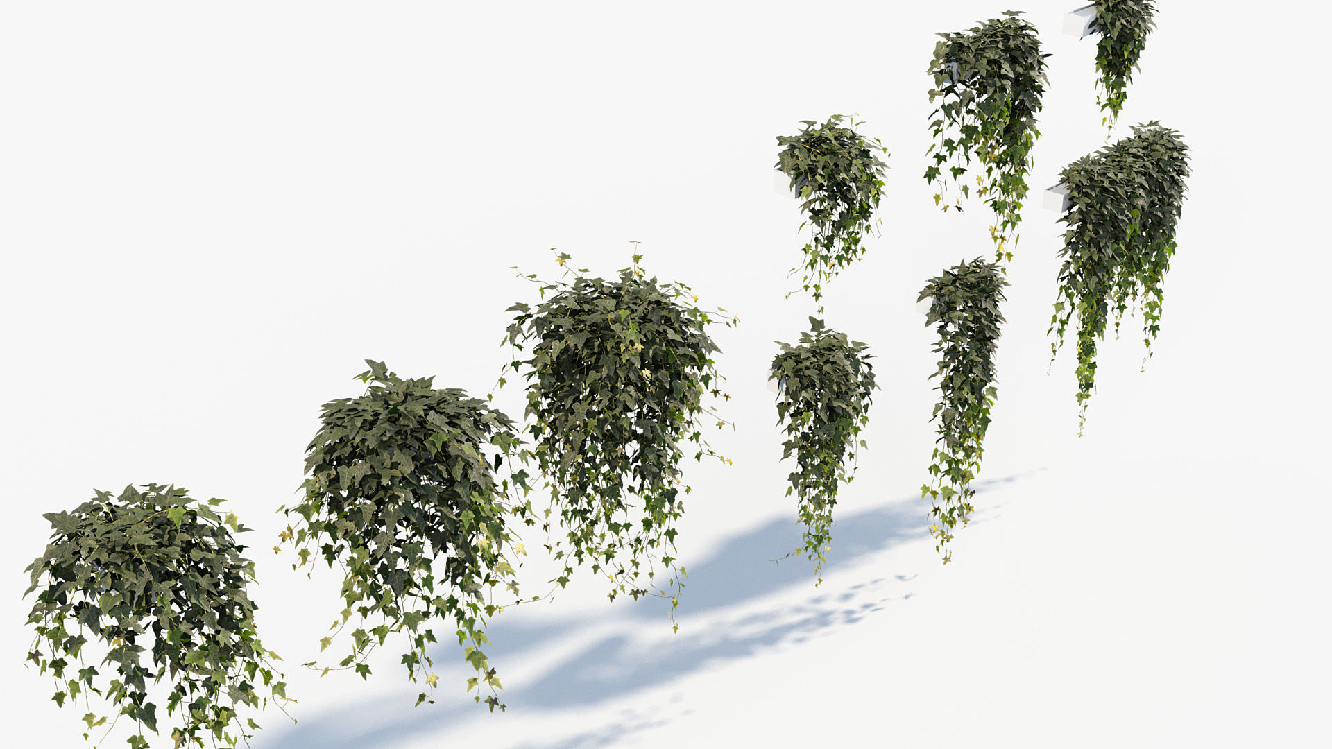 English ivy Hedera helix 01 3D model_7