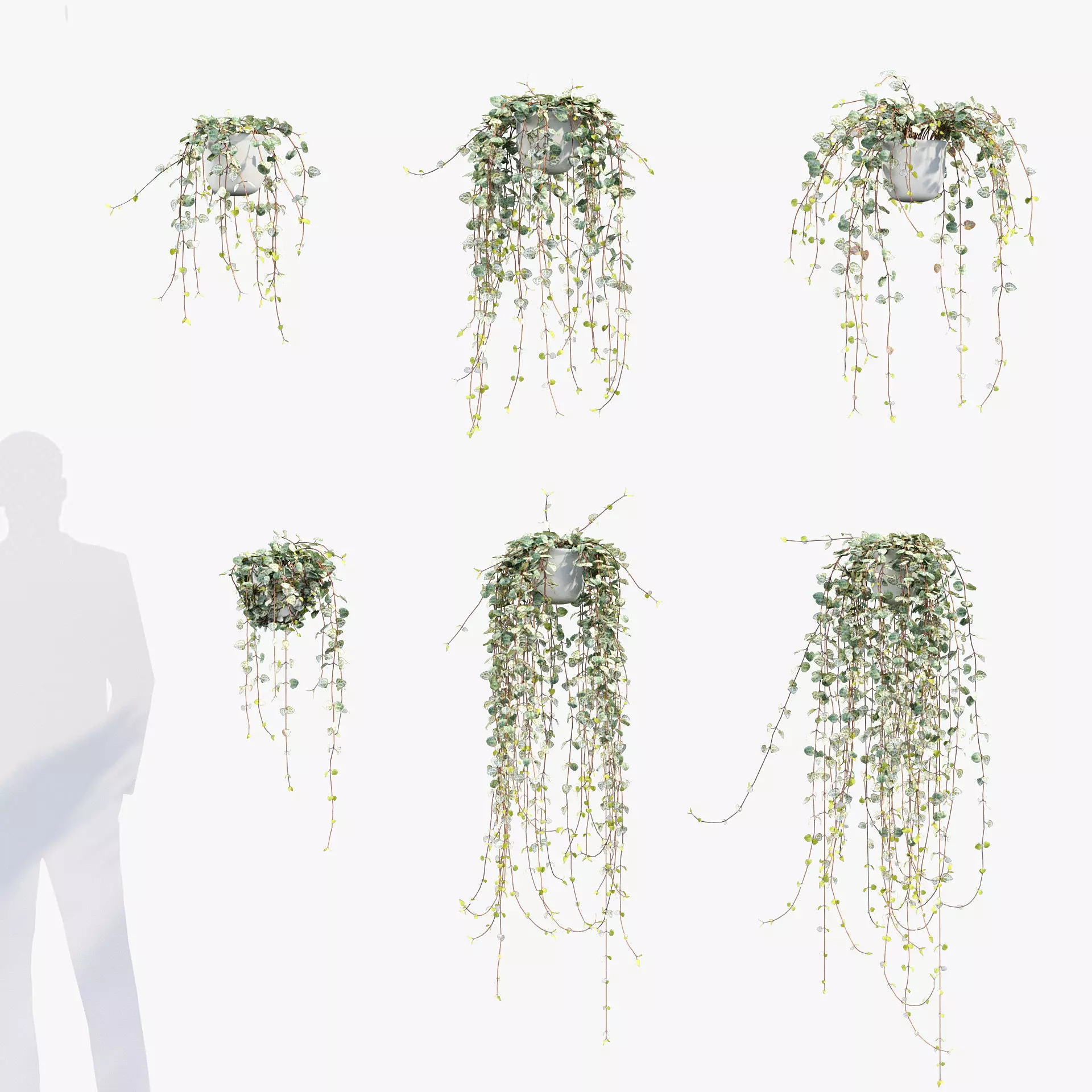 Ceropegia woodii Lantern flower 01 3D model