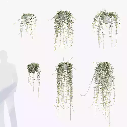 Ceropegia woodii Lantern flower 01