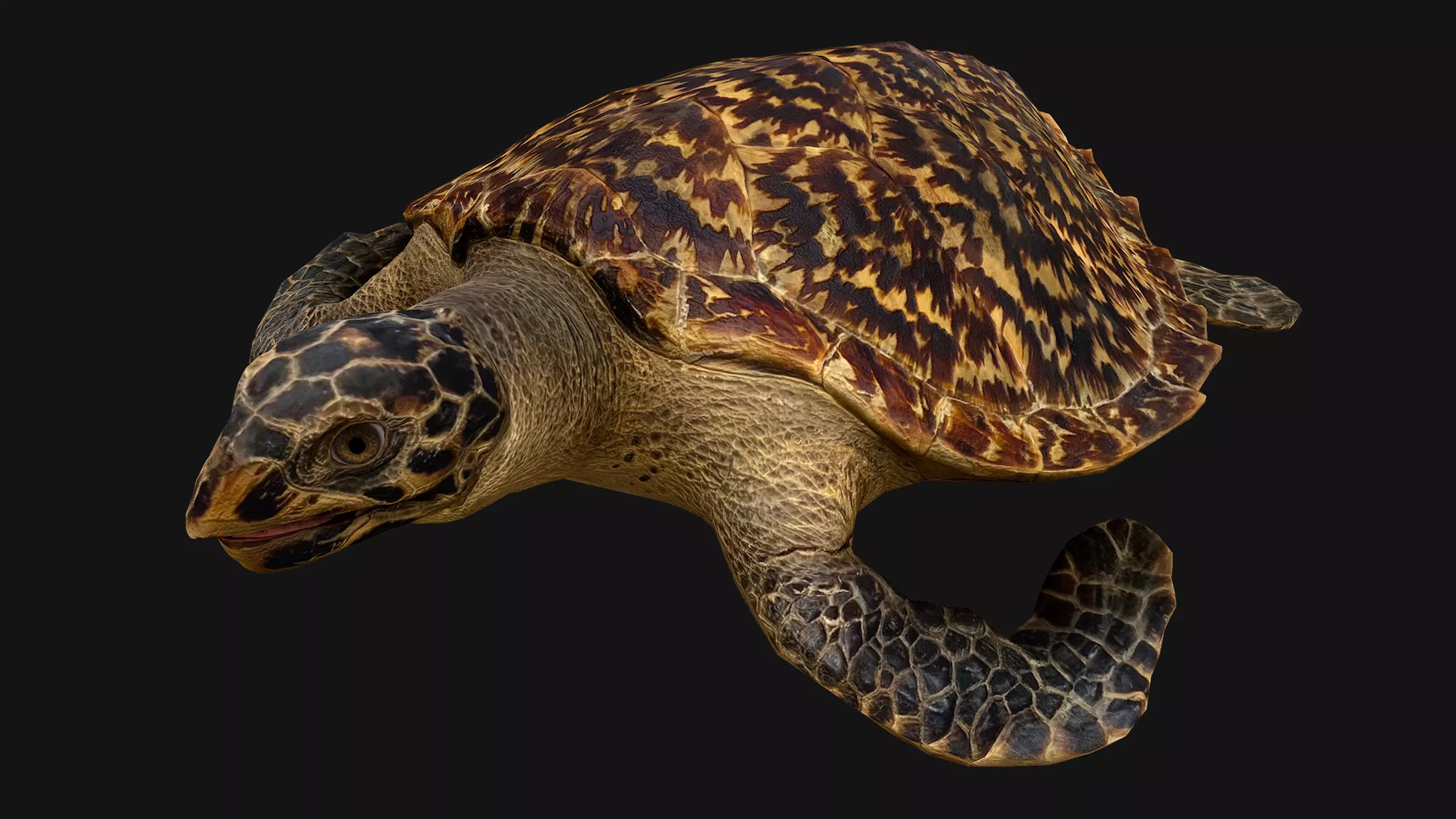 Turtle Reptile Animated Low-poly 3D model