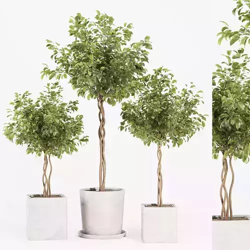 Ficus Benjamina Florist Set1 3D model