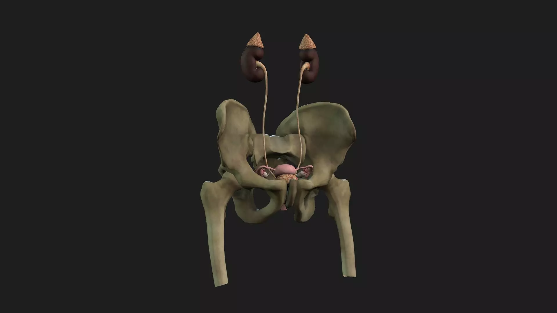 Female Anatomy 3D model