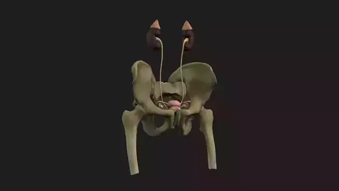 Female Anatomy 3D model