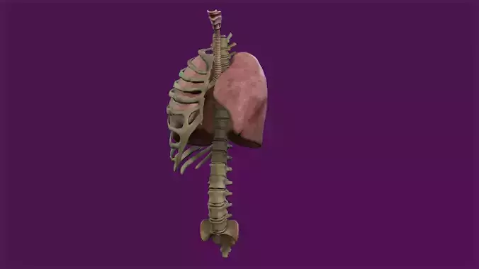 Respiratory System 3D model