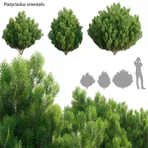 Platycladus orientalis - Biota orientalis - Thuja orientalis 02