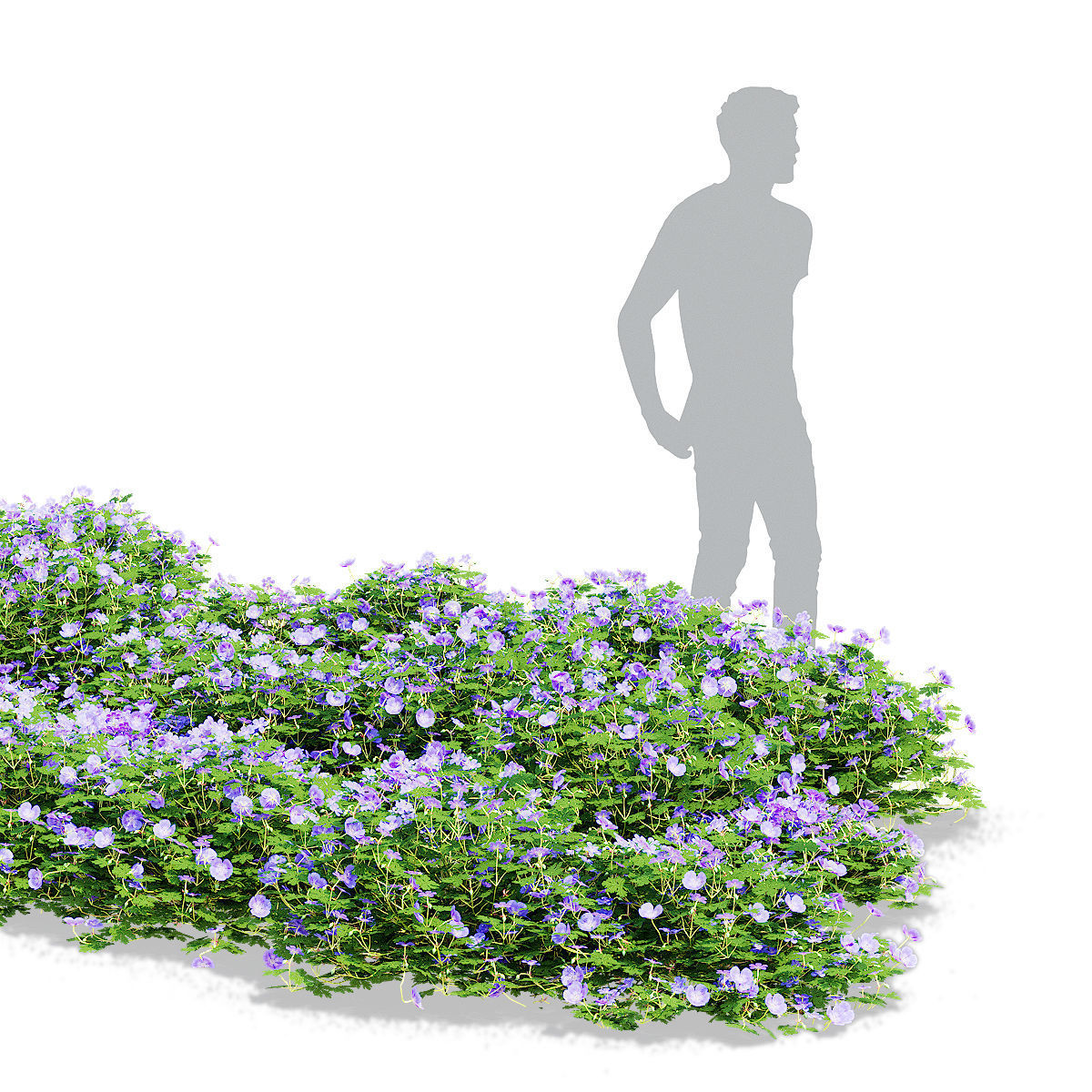 Geranium hybride Rozanne 2 3D model_2