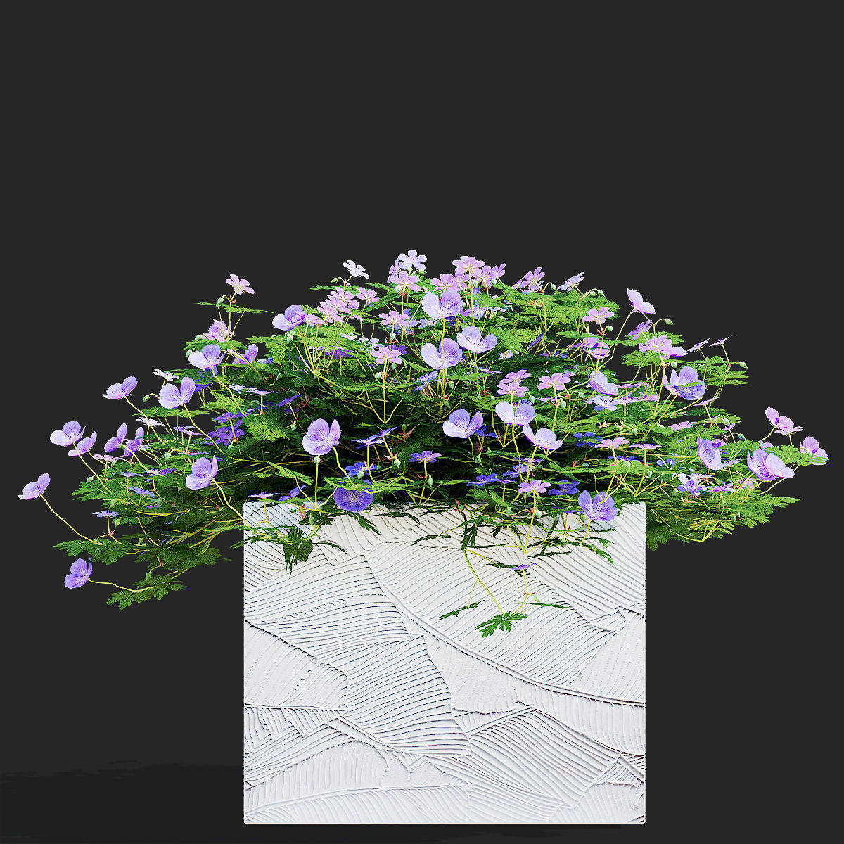 Geranium hybride Rozanne 2 3D model_5