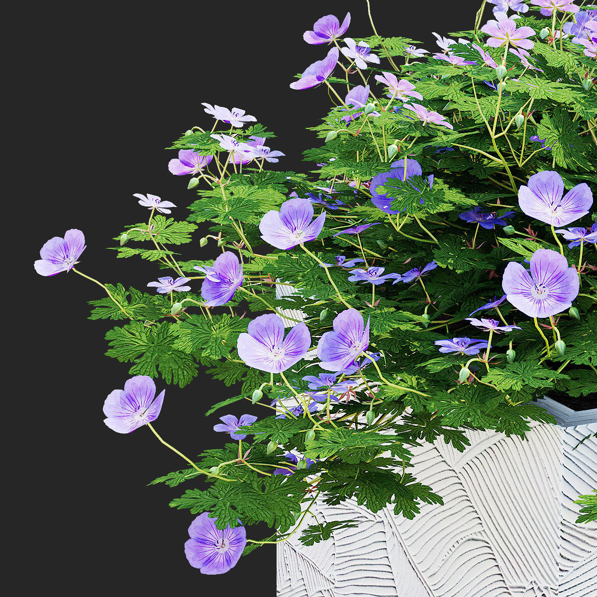 Geranium hybride Rozanne 2 3D model_1