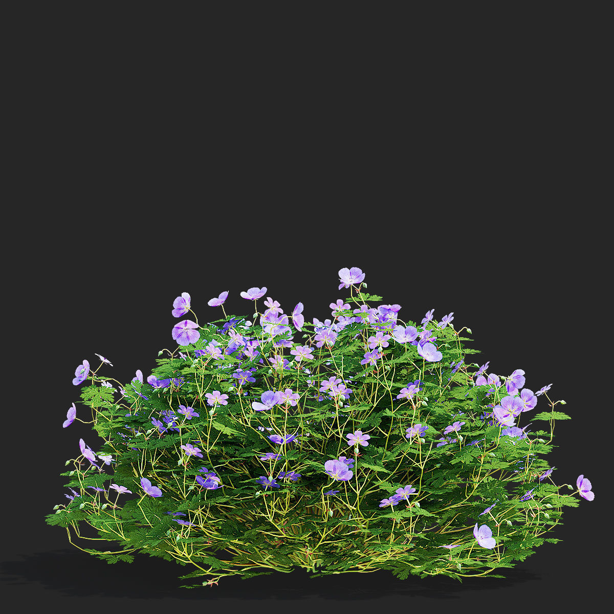 Geranium hybride Rozanne 2 3D model_6