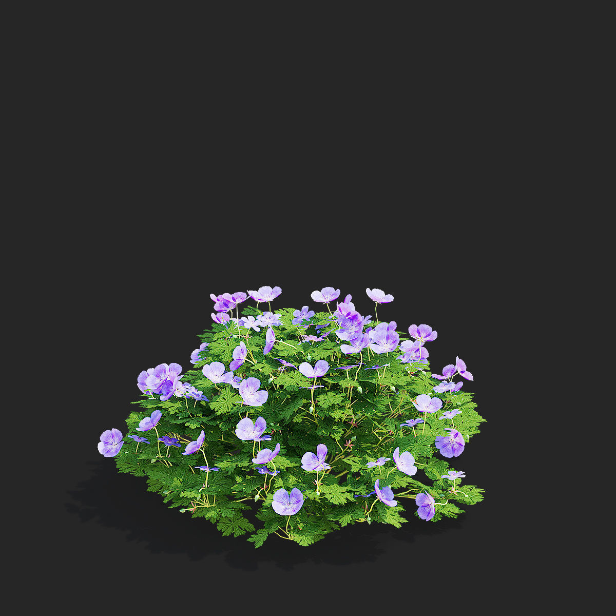 Geranium hybride Rozanne 2 3D model_10