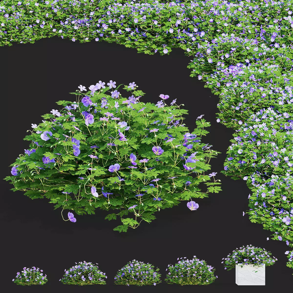 Geranium hybride Rozanne 2 3D model_0
