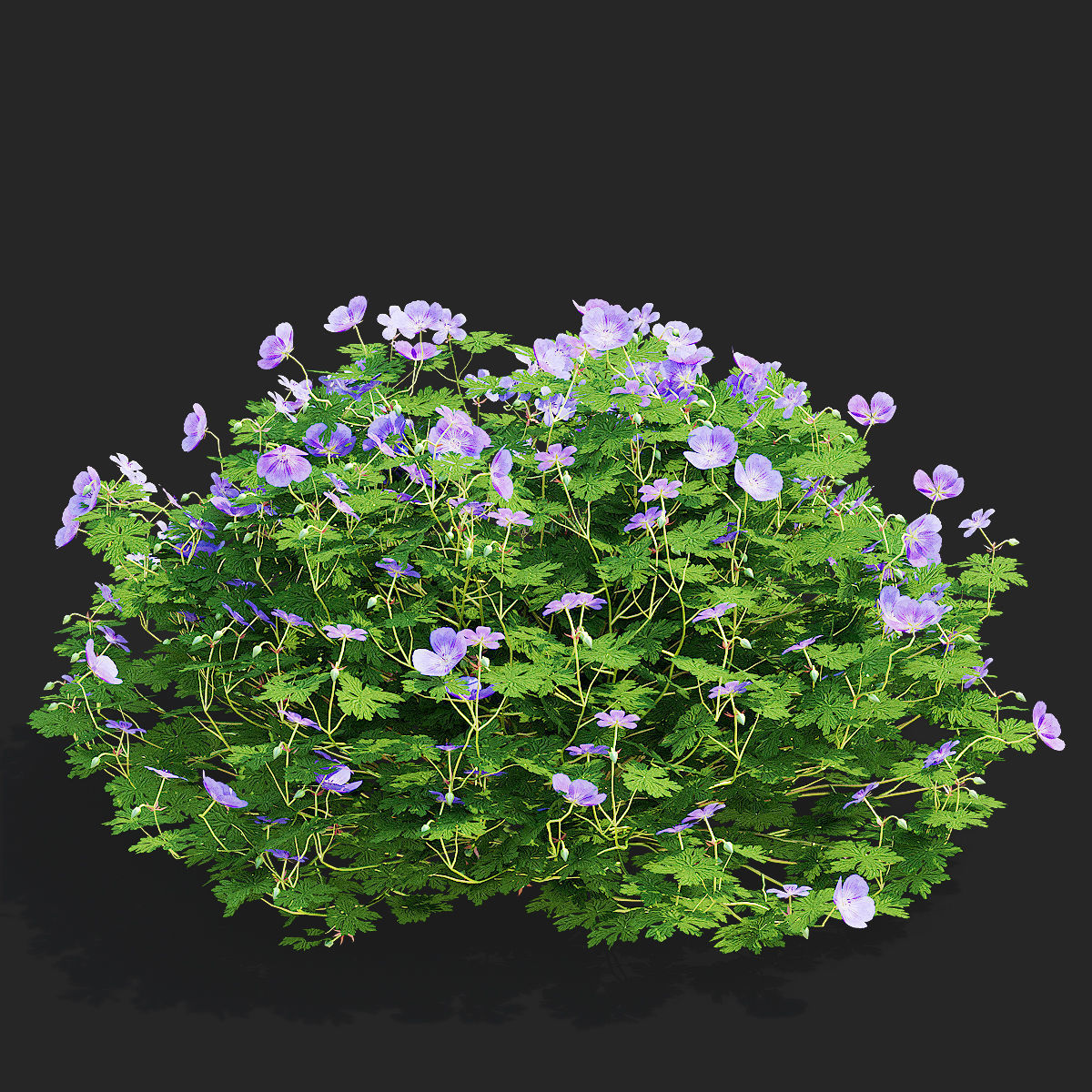Geranium hybride Rozanne 2 3D model_8