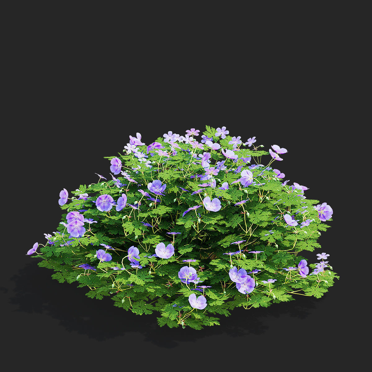 Geranium hybride Rozanne 2 3D model_9